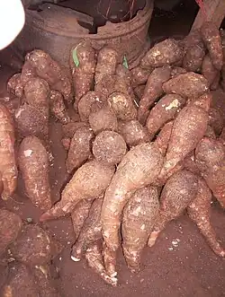 Tannia (ähnlich ist Xanthosoma violaceum)