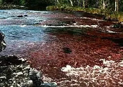 Algen des Flusses Caño Cristales