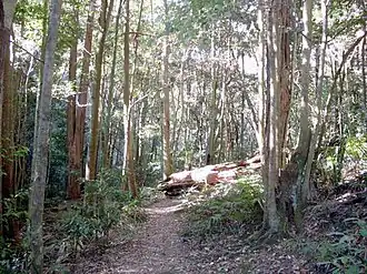 Regenwald im Macquarie-Pass-Nationalpark