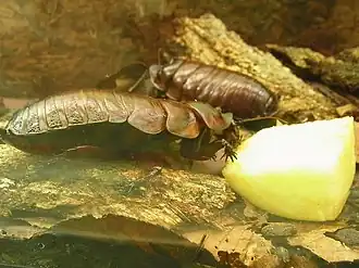 Australische Großschabe (Macropanesthia rhinoceros)