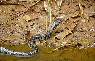 Madagaskar-Hundskopfboa