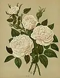 'Madame Lacharme', 1872
