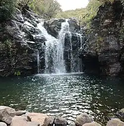 Madre da Levada do Alecrim