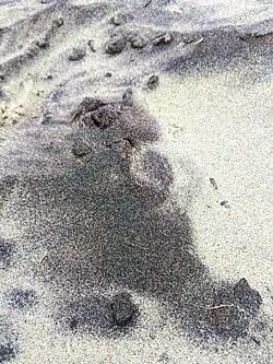 Nahaufnahme mit rostroten Partikeln