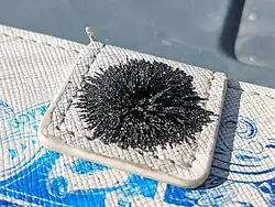 Magnetit am Verschluss einer Handyhülle