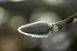 Eine behaarte Knospe.