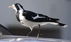 Ein etwa amselgroßer Vogel mit schwarz-weißem Gefieder. Im Kontrast zum Männchen zeigt der Kopf im Profil eine weiße Zeichnung um den Schnabel, gefolgt von schwarzem Gefieder von Haupt bis zur Brust und im Nacken. Etwa auf Höhe der Ohrmuschel ist das Gefieder weiß und diese Zeichnung verläuft entlang der Brust bis zum Rumpf.