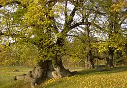 Im goldenen Herbstlaub