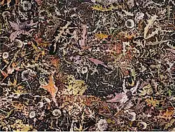 Bild 3: Ein Spaziergang im Spätsommer I, 2007