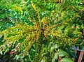 Japanische Mahonie (Mahonia japonica) Sorte Hiemalis