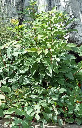 Kriechende Mahonie (Mahonia repens)