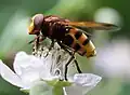 Seltene Insekten finden sich, wie die Hornissen-Schwebfliege, die wegen ihrer Gefährdung auf Vorwarnlisten steht.