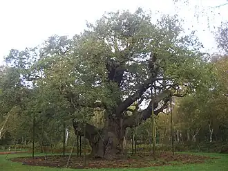 Major Oak im Oktober 2012