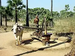 Produktion von Erdnussöl, Bagan 2014