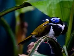 Blauohr-Honigfresser