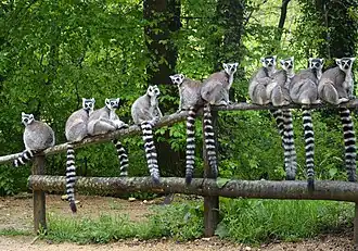 Kattas (Lemur catta)