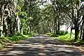 Baumtunnel in Kōloa, Hawaii