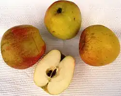 Finkenwerder Herbstprinz