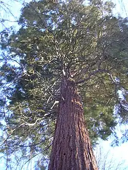 Mammutbaum im Erlösergarten