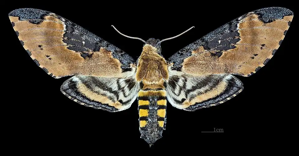 Manduca ochus ♀