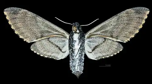 Manduca ochus ♀ △