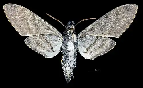 Manduca ochus ♂ △