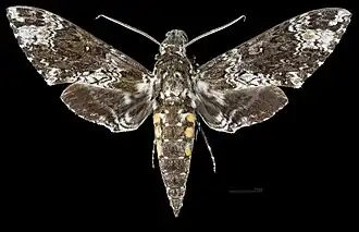 Manduca rustica cubana ♂ Dorsalansicht