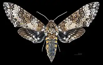 Manduca rustica harterti ♂ Dorsalansicht