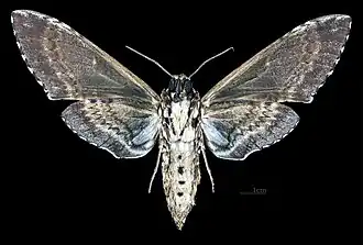 Manduca rustica harterti ♂ Ventralansicht