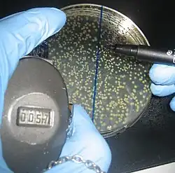 Zählen von CFU per Klickzähler und Stift.