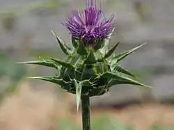 Mariendistel (Silybum marianum)
