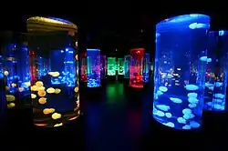 Quallen in Marine World (Headland), 2013