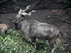 Schraubenziege (Capra falconeri)