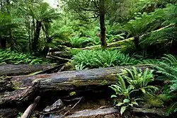 Vegetation des gemäßigten Regenwaldes hinter den Marriott Falls, Mount-Field-Nationalpark, Tasmanien