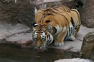 Sibirischer Tiger (Panthera tigris altaica)