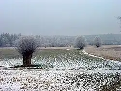 Maschwander Allmend (Rüssspitz, 2006)