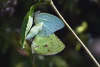 Kopula hinter leerer Puppenhülle