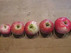 Maunzenäpfel in verschiedenen Größen und kantiger Form.