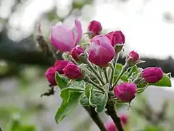 Knospen des Maunzenapfels