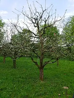 Maunzenapfel Ganzer Baum