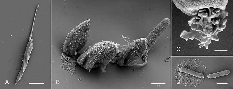REM-Aufnahmen von N. esmeraldas und „Ca. P. novymonadis“. (A) Frei schwimmender Promastigot des Protisten, (B) versch. sessile Formen, (C) auffällig modifizierte Geißel (sessiler Choanomastigot); (D) das Bakterium in Reinkultur. Balken 5&nbsp;µm (A), 2&nbsp;µm (B), 400&nbsp;nm (C), und 1&nbsp;µm (D).