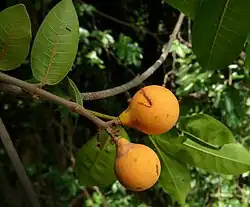 Landolphia heudelotii