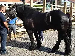Međimurje-Pferd bei einer Ausstellung in Čakovec