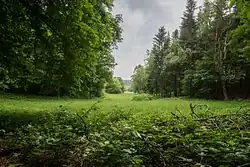 Wiesbadener Stadtwald