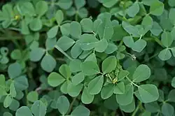 Medicago polymorpha (auch Luzerne)