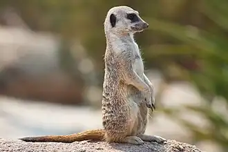 Erdmännchen im Tierpark