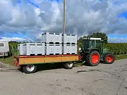 Weinlese der Spitalkellerei Konstanz