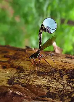 Megarhyssa perlata ♀