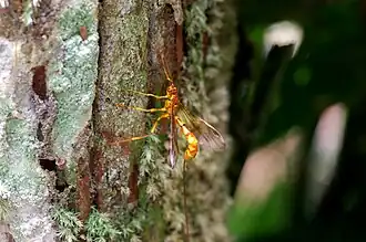 Megarhyssa gloriosa ♀