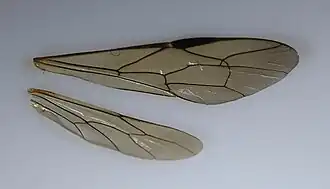 Flügel von Megarhyssa rixator ♂